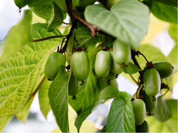 Actinidia arguta ´Japsai´