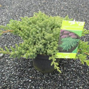 Juniperus procumbens ´Nana´(Borievka poliehavá ´Nana´)