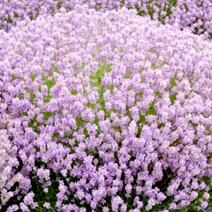Lavandula angustifolia ´Rosea´ (Levanďula úzkolistá)