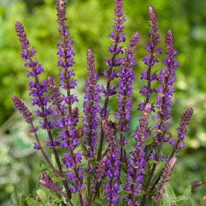Salvia nemorosa ´Caradonna´ (Šalvia hájna)