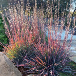 Schizachyrium scoparium ´Standing Ovation´ (Schizachyrium) .