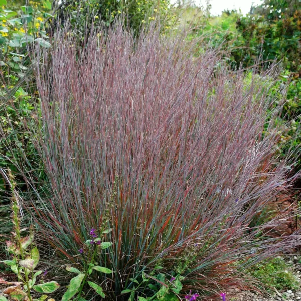 Schizachyrium scoparium ´Standing Ovation´ (Schizachyrium) . - Image 3