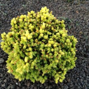 Picea glauca ´Jalako Gold´(Smrek biely ´Jalako Gold´)***