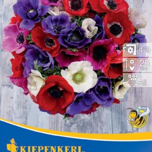 Anemone ´De Caen´ (Veternica)