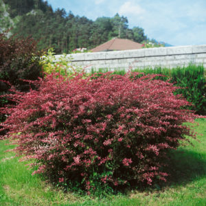 Berberis thunb. ´Rose Glow´ (Dráč thunbergov)