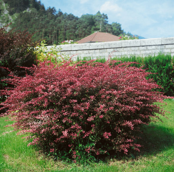 Berberis thunb. ´Rose Glow´ (Dráč thunbergov)