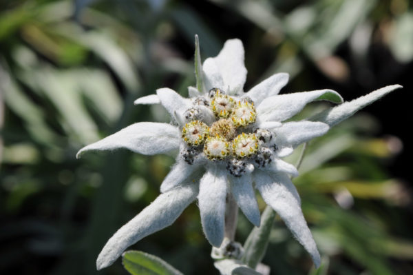 Leontopodium alpinum (Plesnivec alpínsky)