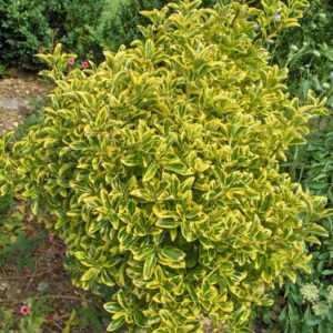 Euonymus japonicus ´Aureomarginatus´ * (Bršlen japonský ´Aureomarginatus´)