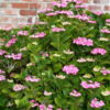 Hydrangea ´Teller Rose´ (Hortenzia kalinolistá)