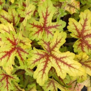 Heucherella ´Alabama Sunrise´ posledných 6 kusov