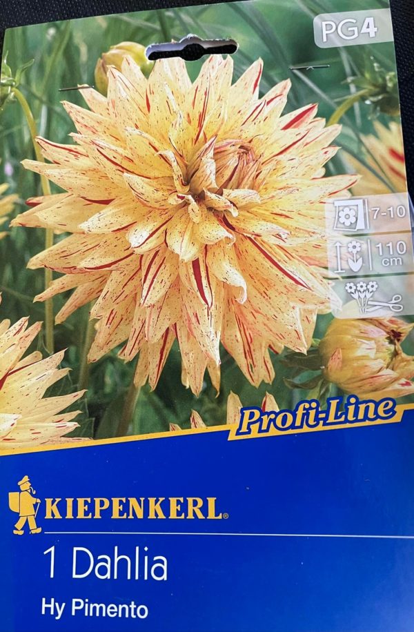 Dahlia ´Hy Pimento´