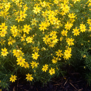 Coreopsis vertic. ´Zagreb´ (Krásnoočko) - posledné 3ks.