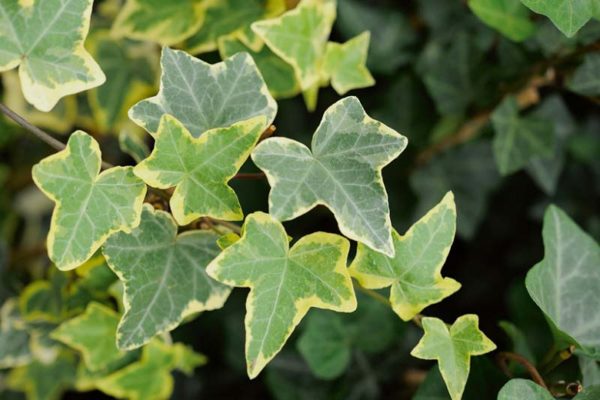 Hedera helix ´Goldchild´  (Brečtan popínavý)