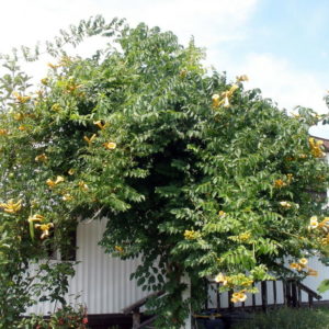 Campsis radicans ´Flava´ (Trúbkovec koreňujúci) ´
