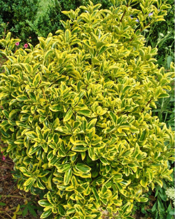 Euonymus jap. ´Microphyllus´ (Bršlen japonský)