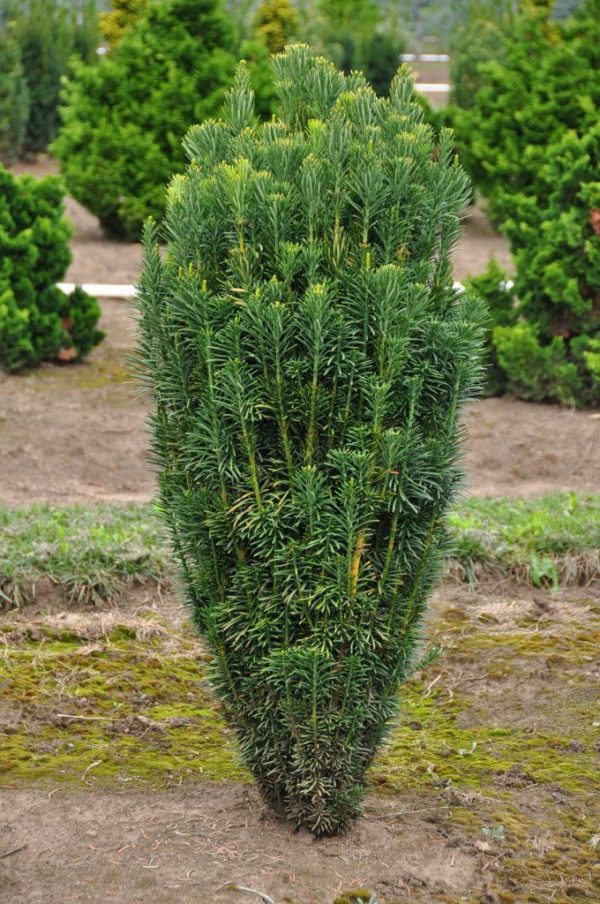 Cephalotaxus harr. ´Fastigiata´(Hlavotis peckovitý ´Fastigiata´)