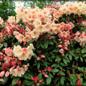 Rhododendron ´Virginia Richards´* (Rododendron ´Virginia Richards´)
