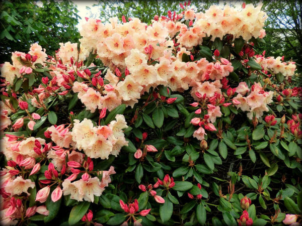 Rhododendron ´Virginia Richards´* (Rododendron ´Virginia Richards´)