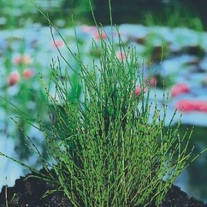 Equisetum scirpoides (Prasličkovka) °