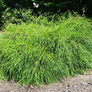 Thuja plicata 'Whipcord' (Tuja riasnatá) ´ - posledný 1ks