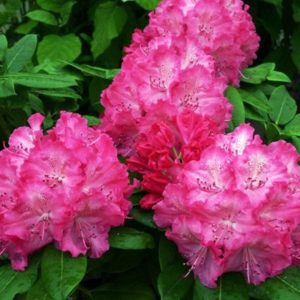 Rhododendron (T) 'Germania'(Rododendron 'Germania')***