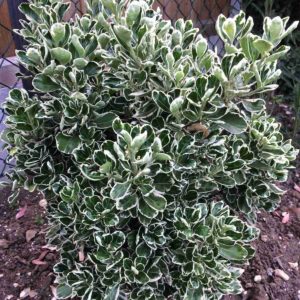 Euonymus jap. 'Kathy'( Bršlen japonský) ´