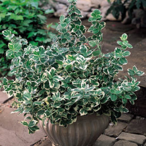 Euonymus fort. 'Emerald Gaiety'(Bršlen fortunov) - posledné 4ks