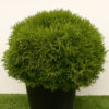 Thuja occ. 'Tiny Tim' (Tuja západná) ´