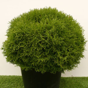 Thuja occ. 'Tiny Tim' (Tuja západná) ´