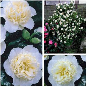 Camellia japonica 'Brushfield's Yellow´ (Kamélia japonská)