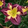 Hemerocallis 'Night Beacon'