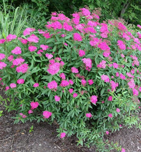 Spiraea bumalda 'Anthony Waterer' (Tavoľník japonský) ´