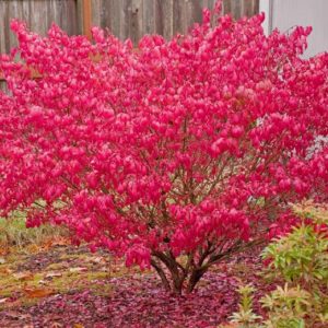 Euonymus alatus (Bršlen krídlatý) ´