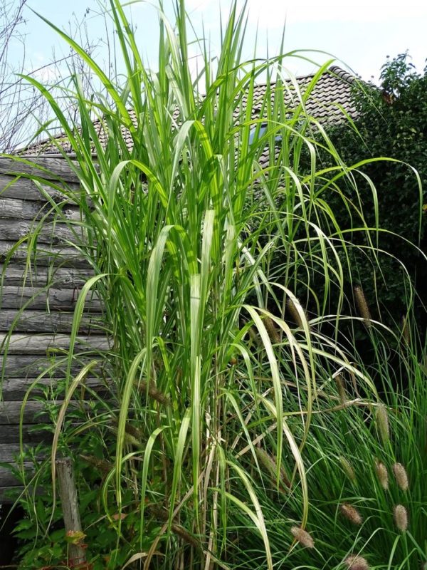 Miscanthus floridulus 'Jubilaris' (Ozdobnica obrovská)