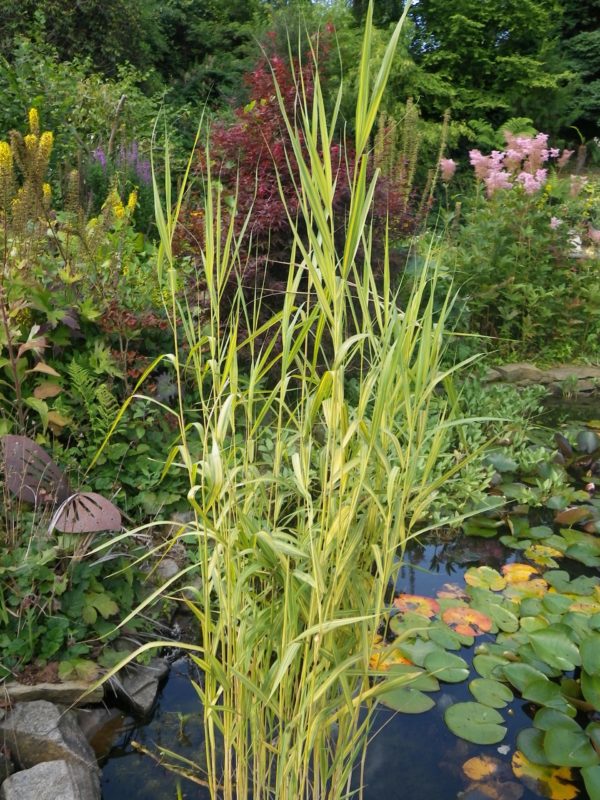 Phragmites australis 'variegata'