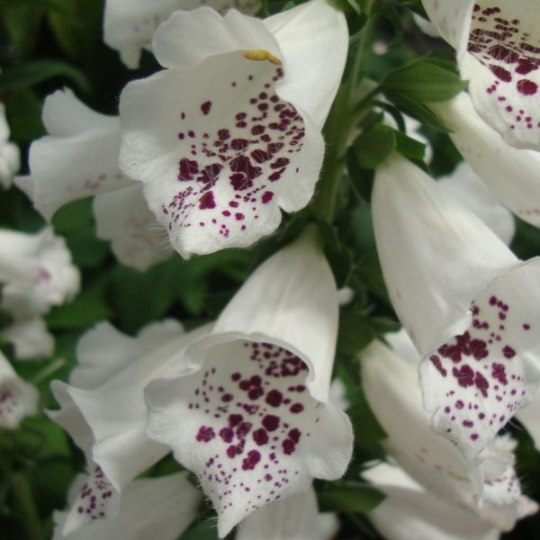 Digitalis purpurea 'Virtuoso White'