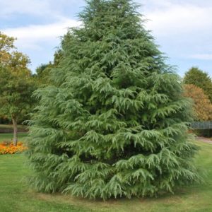 Cedrus deodara (Céder himalájsky)