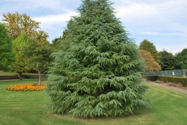 Cedrus deodara (Céder himalájsky)