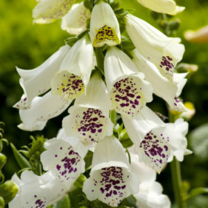 Digitalis purpurea ´Pollux White´ (Náprstník)