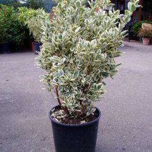 Euonymus jap. 'Susan' ( Bršlen japonský) ´