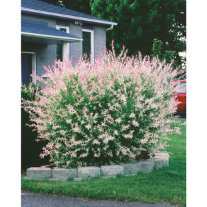 Salix integra 'Hakuro Nishiki' (Vŕba japonská) ´