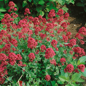 Centranthus ruber ´Coccineus´ (Centrant červený)