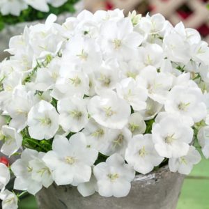 Campanula carpatica 'Perla White' (Zvonček karpatský)