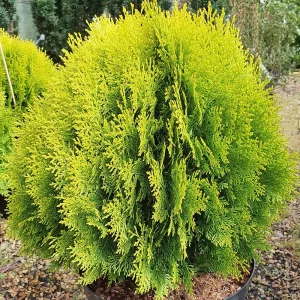 Thuja orient. 'Aurea Nana' (Tuja východná)