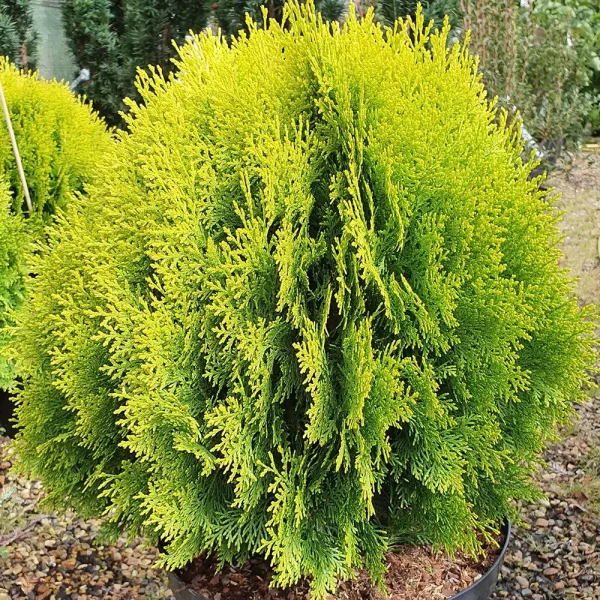 Thuja orient. 'Aurea Nana' (Tuja východná)