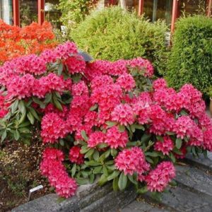 Rhododendron (T) 'Nova Zembla (Rododendron 'Nova Zembla')***