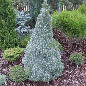Picea glauca 'Sander's Blue' (Smrek biely) ´