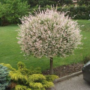 Salix integra 'Hakuro Nishiki' (Vŕba japonská) ´ 120KM