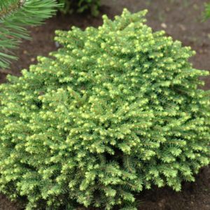 Picea abies 'Little Gem' (Smrek biely)