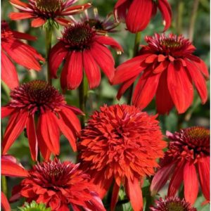Echinacea ´Eccentric´ (Echinacea)